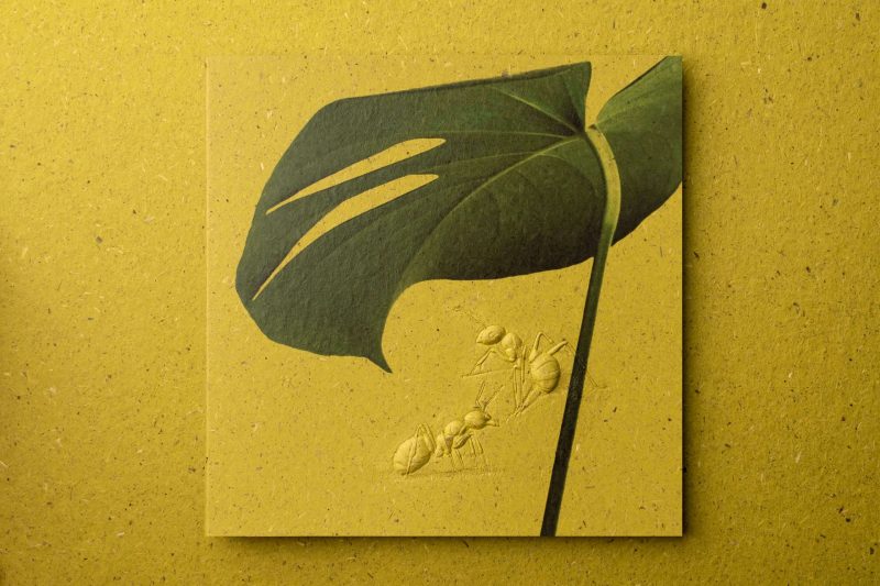 ant-01-1 萬用卡 Greeting Cards